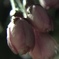 開花まえ