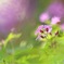 妖精の森
