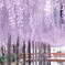 天王川公園の藤棚