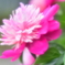 道に咲いていたピンクの花