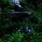 危険な遭遇