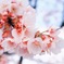 今年初めての桜、公園にて