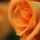 薔薇としずく