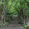 初夏の鶏足寺