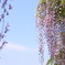 Wisteria