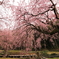 枝垂れ桜