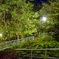 夜の公園