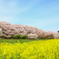 桜と菜の花