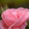 DSD_2818