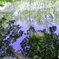 池の中の森