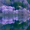 中綱湖　桜