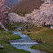 観音寺川の桜並木1