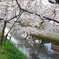 五条川桜