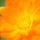 オレンジの花②
