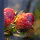 馬車道散歩 ＜flower shop＞