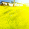 菜の花街道