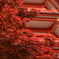 紅 朱