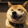 看板柴犬