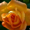 薔薇