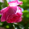 薔薇