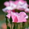 薔薇
