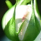 薔薇のつぼみ
