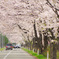 桜並木　