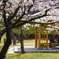 本荘公園さくら②