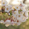 高清水公園　桜①