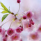 高清水公園　桜②