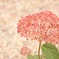 道に咲いてたよくわからない花