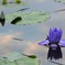睡蓮と空模様