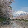 来年もこの景色を