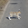 道路を渡るエゾユキウサギ