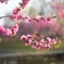 春咲く花