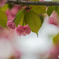 釧路八重桜