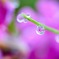 芝桜