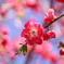 花桃
