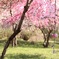 花桃 その２