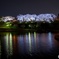 前橋公園の夜桜