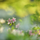 春花34