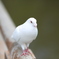 白鳩