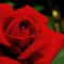 赤薔薇 α7R + Σ70mm