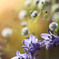 Spanish blue bell
