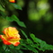 輝く薔薇