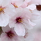 桜に雨