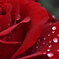 薔薇（１２）
