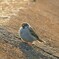 スズメなのに鳩胸