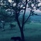 バンガローキャンプで