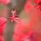 春紅葉
